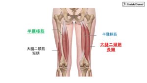 大腿二頭筋の図